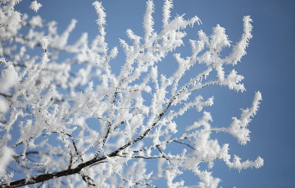 Winter, frost, snow, trees, nature, branch, frost