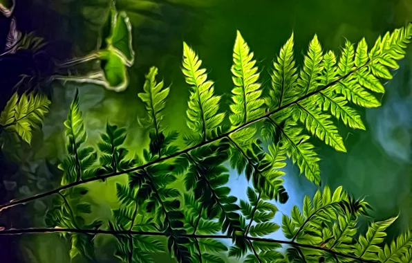 Picture greens, summer, light, rendering, background, picture, fern leaves