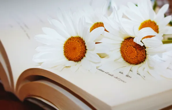 Picture macro, chamomile, book