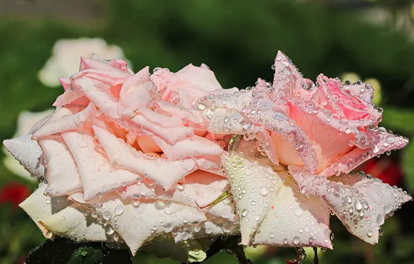 Picture summer, drops, Rosa, pink, rose, flowering