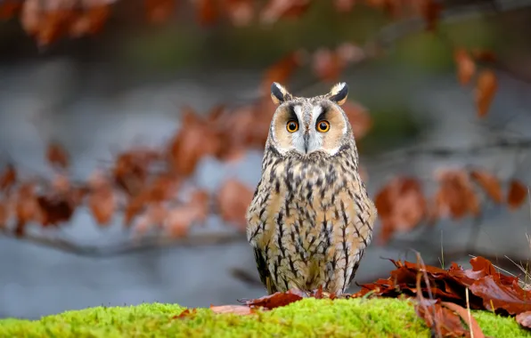 Picture owl, bird, foliage, moss, bokeh, Long-eared owl, fallen leaves