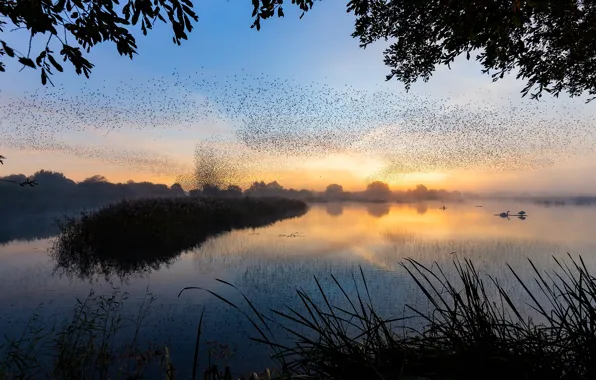 Grass, trees, flight, sunset, birds, branches, fog, lake