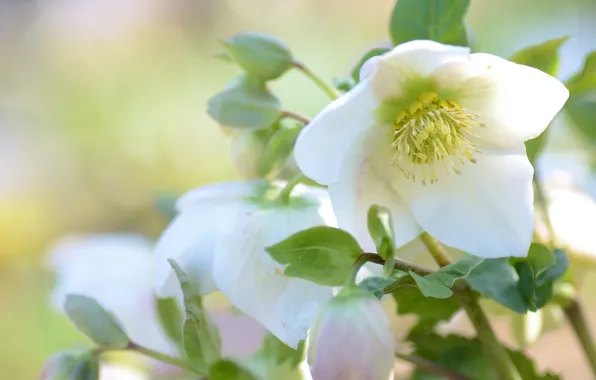 White, macro, hellebore, Helleborus