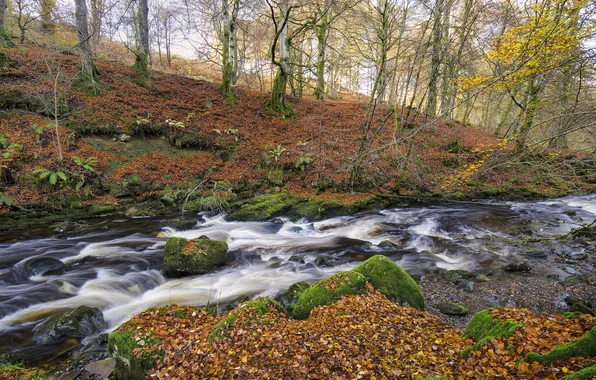 Autumn, forest, trees, river, stream