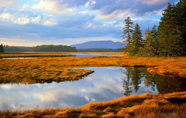 Autumn, forest, grass, lake, Acadia, National park, Main