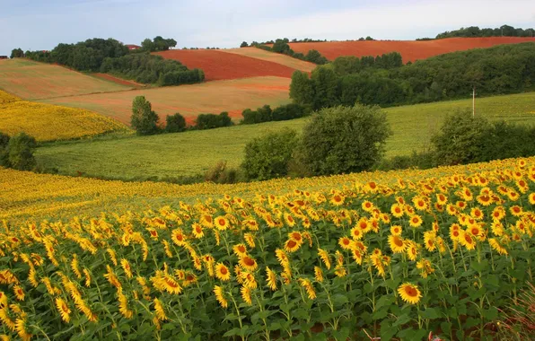 Picture summer, sunflowers, field, color