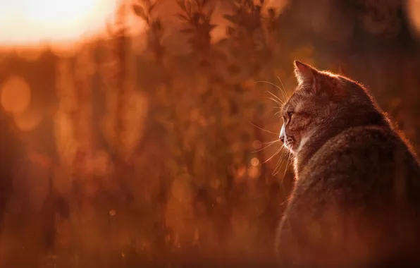 Cat, summer, grass, cat, nature, animal