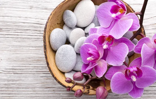 Stones, Orchid, pink, flowers, orchid