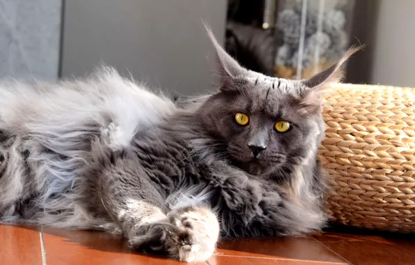 Cat, cat, look, face, light, pose, reflection, grey