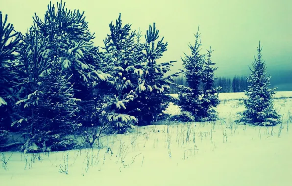 Picture forest, nature, tree