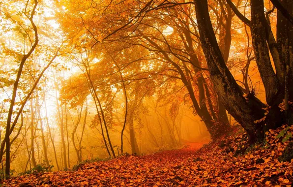 Autumn, forest, leaves, light, trees, branches, nature, fog