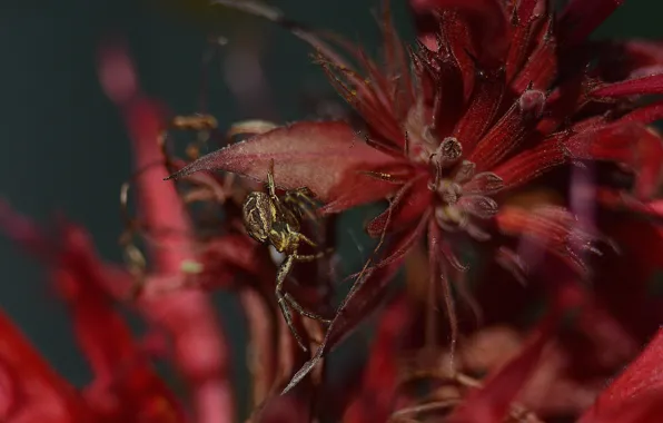 Flower, macro, spider