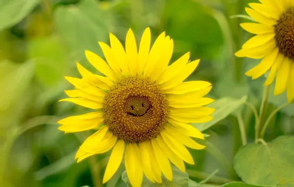 Light, smile, sunflower, petals
