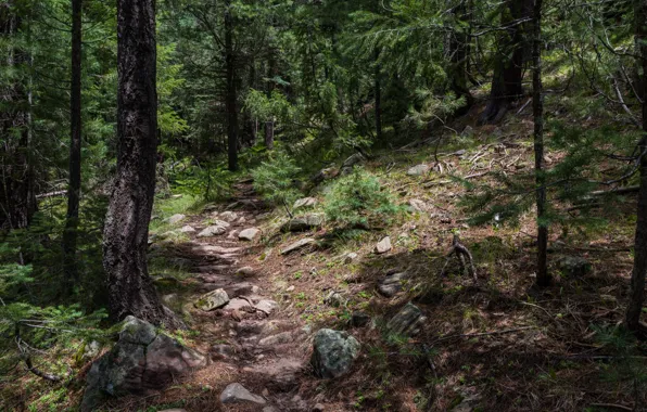 Forest, trees, nature, AZ, USA, path, Barbershop Trail, Washington Park