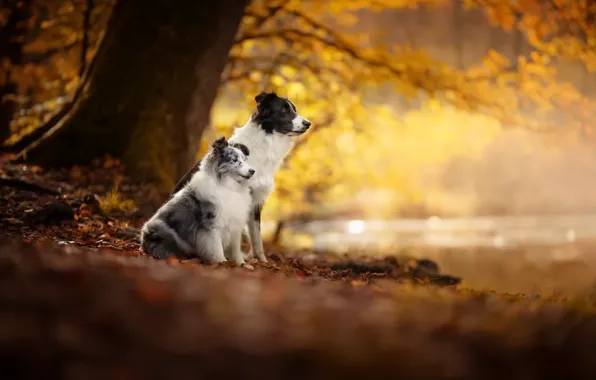 Autumn, each, dog