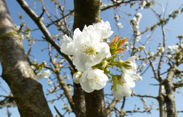 Picture branches, flowers, Apple, Apple blossoms, white, flowering, the sky, spring