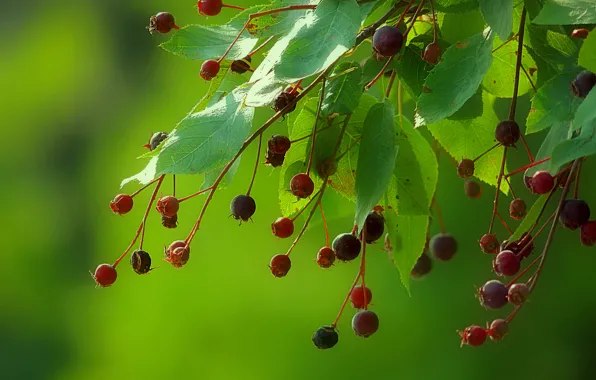 Picture leaves, berries, background, branch, fruit