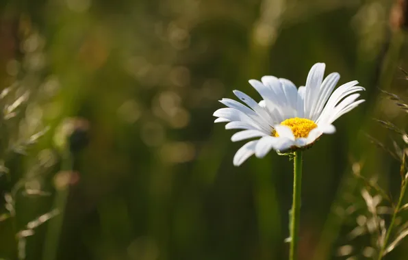 Picture flower, nature, Daisy