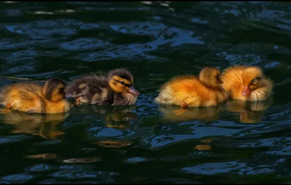 Duck, hdr, ducklings, Chicks, pond