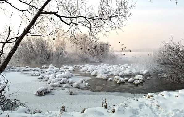 Winter, landscape, birds, lake