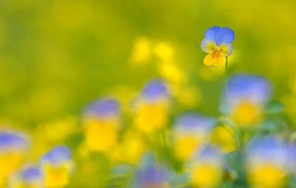 Picture field, flowers, nature, petals, meadow, Pansy