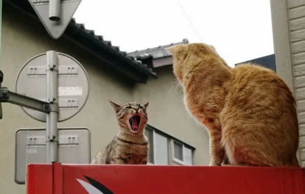 The city, cats, two, showdown