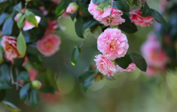 Picture leaves, branches, flowering, bokeh, Camellia