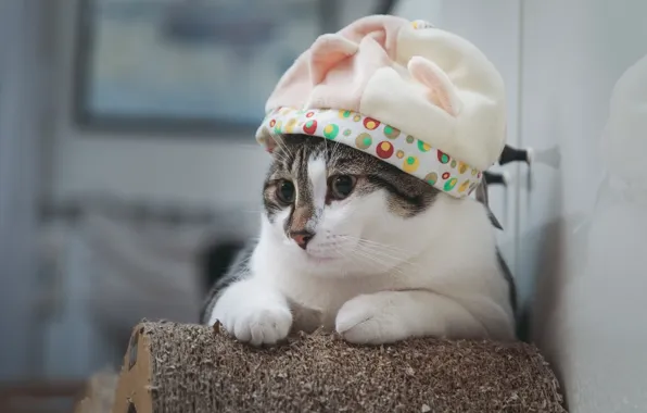 Cat, hat, cat, cutie