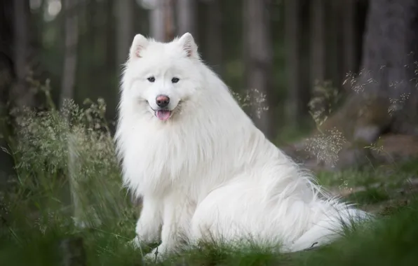 Picture look, nature, Samoyed