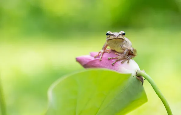 Picture look, macro, flowers, green, background, leaf, frog, Lotus