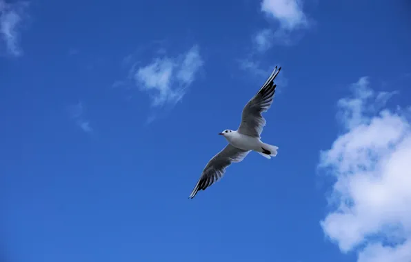 Picture the sky, clouds, bird, Seagull, blue, flies, in the air, soars