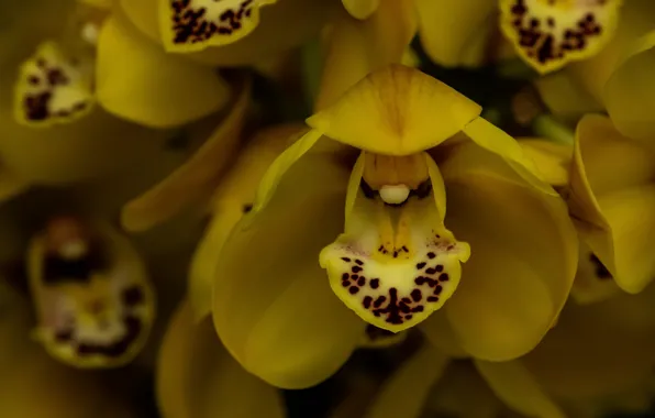 Macro, orchids, exotic, yellow