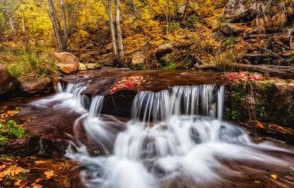 Autumn, forest, trees, branches, stones, shore, foliage, waterfall