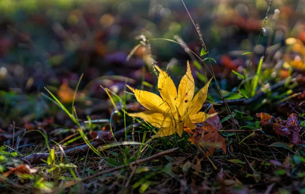 Picture autumn, light, yellow, nature, Autumn leaf