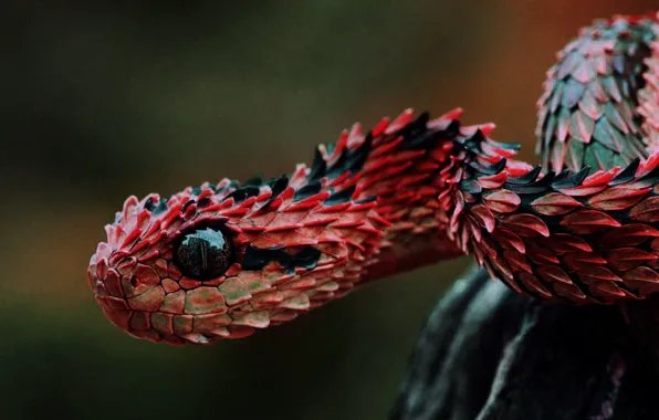 Picture animals, reptiles, vipers, Lizard scales, red and black snake