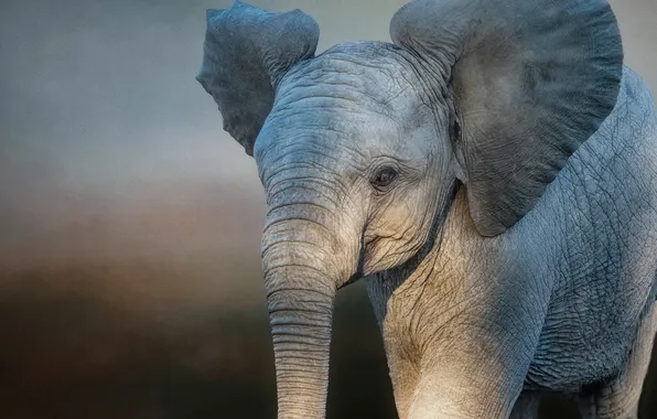 Look, elephant, portrait, face, ears, trunk, elephant