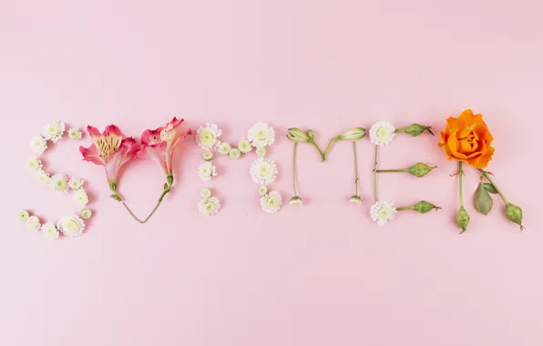 Picture summer, flowers, background, pink, summer, pink, flowers, composition