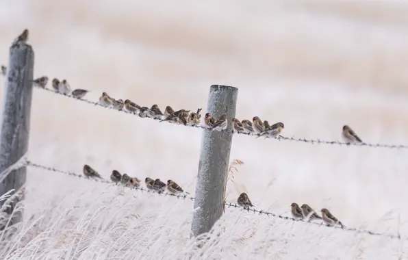 Picture nature, bird, the fence