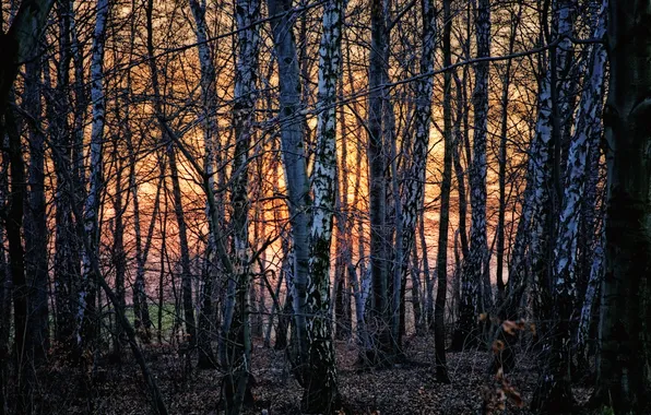 Picture sunset, nature, birch