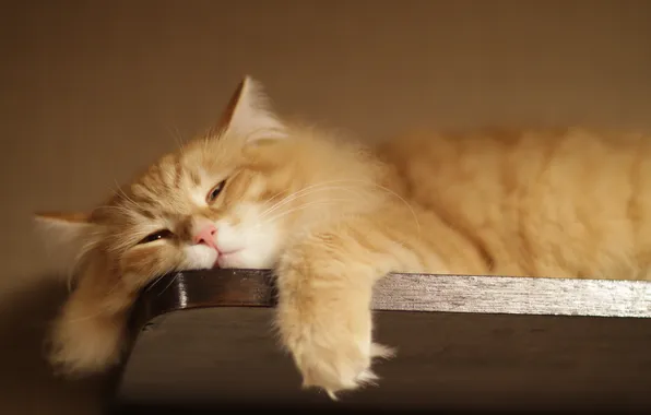 Picture red, Fold, baldeet, visor, swung his paw