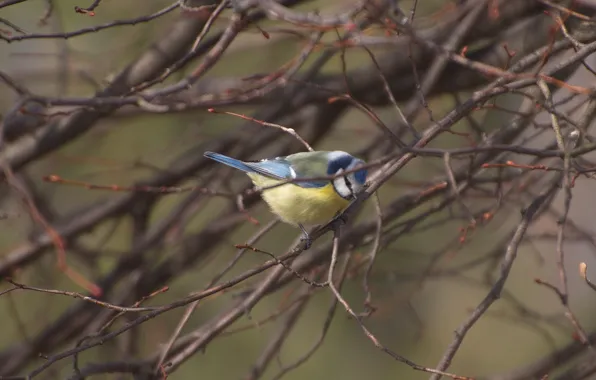 Branches, bird, tit, blue tit, tree