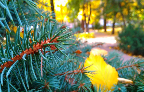 Macro, Red, Autumn, Needles, Blue, Yellow, Green, Tree