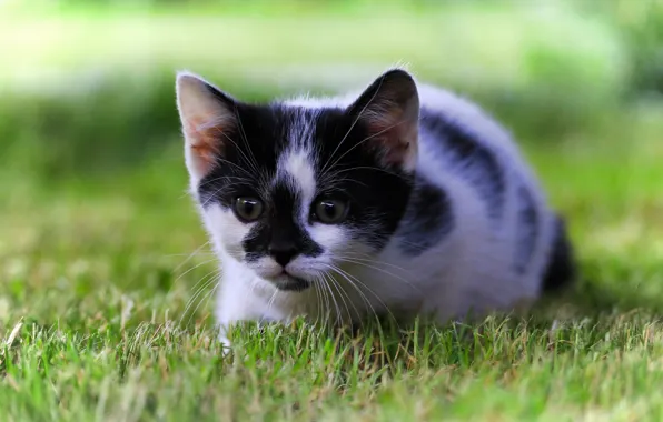 Grass, baby, kitty