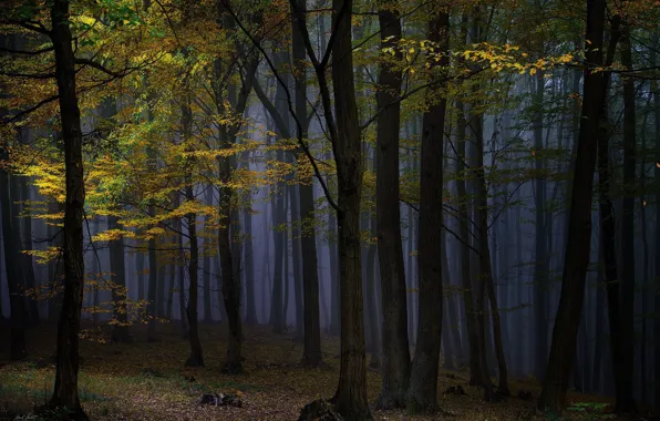 Picture autumn, forest, trees, night, nature, fog
