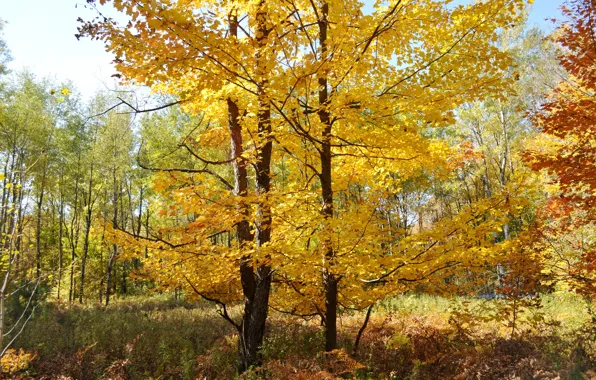 Picture autumn, forest, leaves, trees