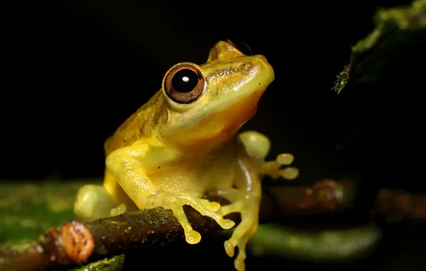Picture look, macro, branches, yellow, frog, black background