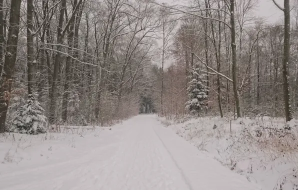 Picture Winter, Road, Trees, Snow, Forest, Frost, Nature, Winter