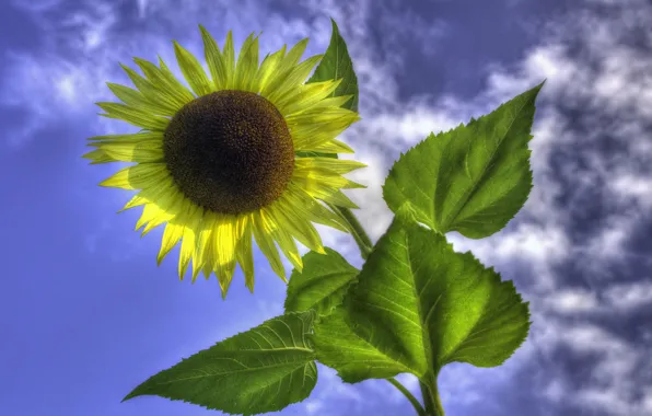 Picture flower, the sky, leaves, clouds, sunflower