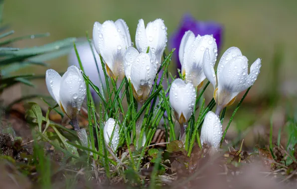 Picture water, drops, flowers, nature, spring, crocuses, primroses