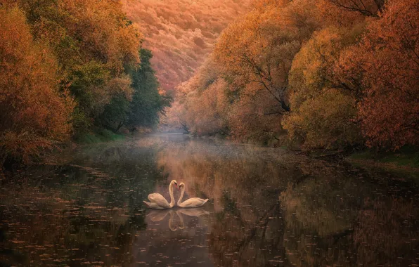 Picture autumn, reflection, river, swans